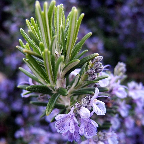 Rosemary Therapeutic Grade Essential Oils 3